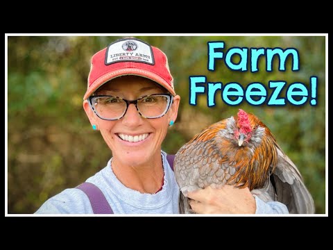 Видео: ❄️ Готовы к заморозке!