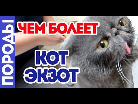 Видео: Чем болеет кот экзот. Породные болезни.