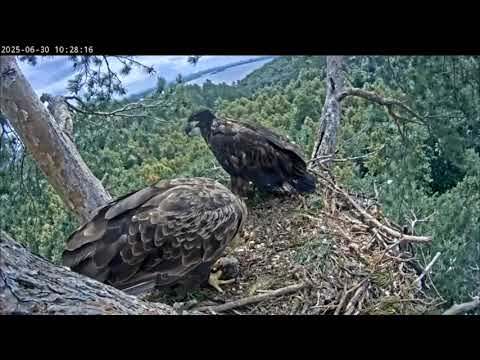 Видео: 30.06.2025 Камычи. Сардай выделывается перед обедом.