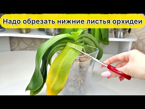 Видео: Восстановить орхидею МАЛО КОРНЕЙ у орхидеи и МНОГО ЛИСТЬЕВ у орхидеи