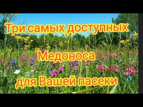 Видео: ТРИ САМЫХ ДОСТУПНЫХ МЕДОНОСА, СКОЛЬКО ДНЕЙ ЦВЕТУТ? КОГДА СЕЯТЬ?АРТУРА&ПАСЕКА🍯👍😊