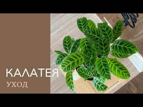 Видео: №47. Как ухаживать за калатеей? Что делать, чтобы листья не сохли, не скручивались и не желтели?