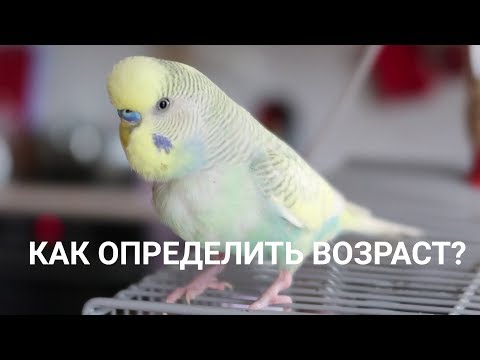 Видео: КАК ОПРЕДЕЛИТЬ ВОЗРАСТ ВОЛНИСТОГО ПОПУГАЯ?| Aoi Inko