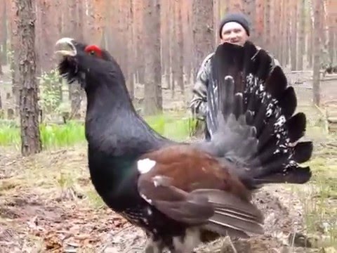 Видео: Глухарь | Capercaillie