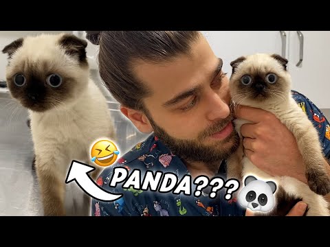 Видео: КОТ ПАНДА! 😂 (Самое веселое видео) #TheVet