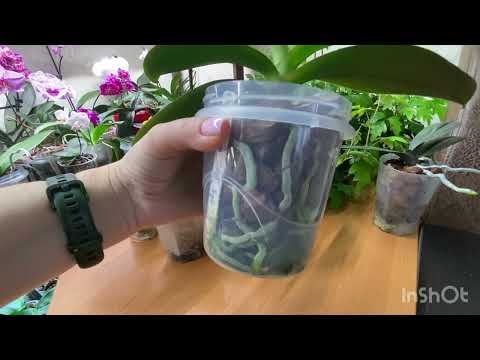 Видео: Посадки малышей. Показываю, как и в чем растут азиатские орхидеи🌸🌸🌸