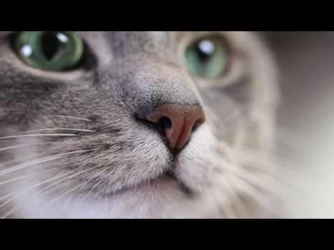 Видео: ЛЕЧЕБНОЕ КОШАЧЬЕ МУРЛЫКАНЬЕ ДЛЯ СНА И ДУШЕВНОГО СПОКОЙСТВИЯ Лечебные Звуки
