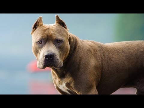 Видео: ПИТБУЛЬ ИНТЕРЕСНЫЕ ФАКТЫ О СОБАКАХ