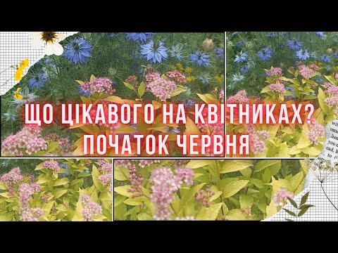 Видео: ЩО ЦВІТЕ у нашому садку зараз. Багаторічники та квіти, що самонасіваються. Природній стиль саду