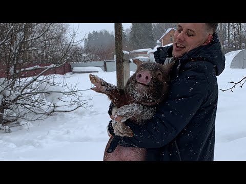 Видео: Дюрок - ландрас. Нереальный рост порося!