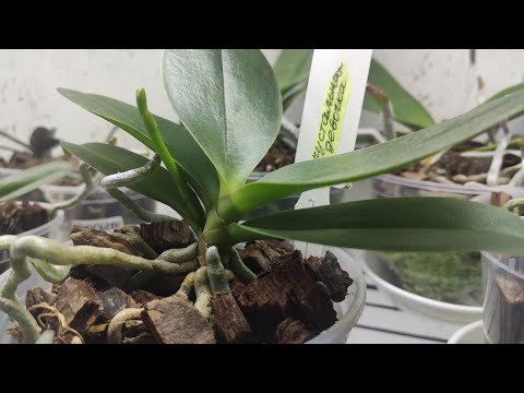 Видео: Уход за орхидеями согласно условиям нашего содержания. Полив в адаптационный период.