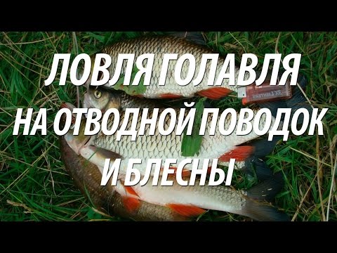 Видео: ЛОВЛЯ ГОЛАВЛЯ НА ОТВОДНОЙ ПОВОДОК И ВРАЩАЮЩИЕСЯ БЛЕСНЫ. РЫБА ГОЛАВЛЬ НА СПИННИНГ