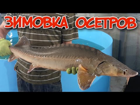 Видео: Зимовка осетров.