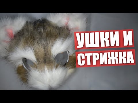 Видео: Делаем УШКИ и СТРИЖКА ✅ Крафт ФУРСЬЮТА