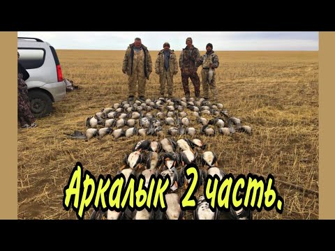 Видео: Охота в Казахстане Аркалык.Очень много гусей.Красивые налеты.Вечерка серия№2