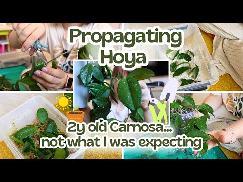 Видео: Как размножить хойю 🤔+ Пересаживаю мою двухлетнюю хойю мясистую 👩🏻‍🌾