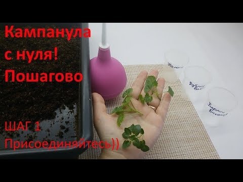 Видео: Кампанула с нуля шаг 1 УКОРЕНЕНИЕ