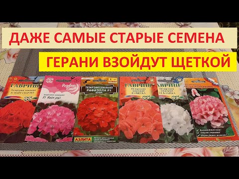 Видео: Сею Пеларгонию и выращиваю Только так результат 100% всхожесть из семян