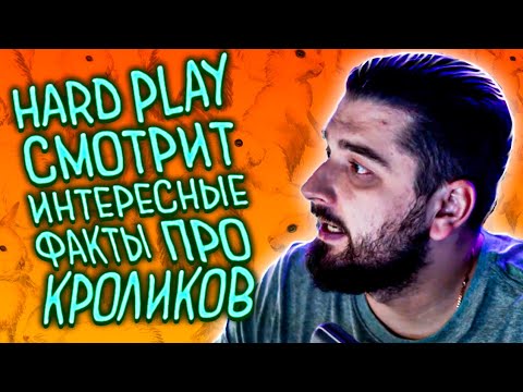 Видео: HARD PLAY СМОТРИТ ИНТЕРЕСНЫЕ ФАКТЫ ПРО КРОЛИКОВ