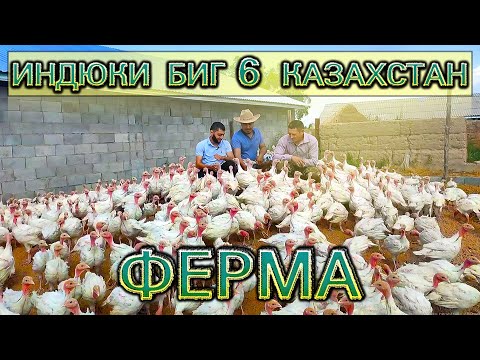 Видео: Биг 6 индюки - Ферма в Казахстане 2020