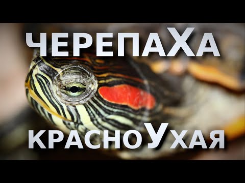 Видео: Все о Красноухой черепахе!