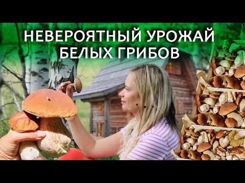 Видео: Такого урожая грибов мы еще не видели! Белые грибы в Жабляке