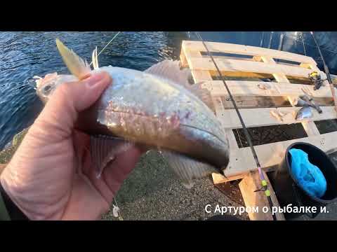 Видео: А Я Лаврушку узнаю а по поклёвке