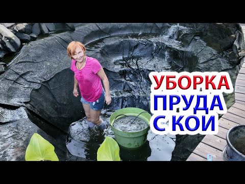 Видео: Большая уборка пруда с карпами КОИ перед зимой
