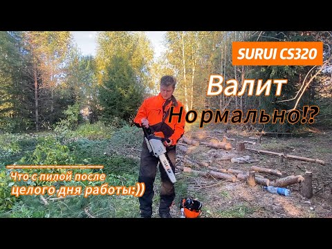Видео: Валка и проверка бензопилы  #SURUI CS320 в деле! Маленький монстр. День первый