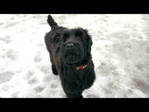 Видео: DogVlog: РЧТ Фрейя, 4 месяца. Воспитание, сложности, игры