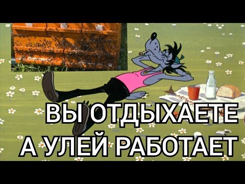 Видео: УНИКАЛЬНЫЙ УЛЕЙ ДЛЯ КАЖДОГО. ДЛЯ ТЕХ КТО НЕ СМОТРЕЛ