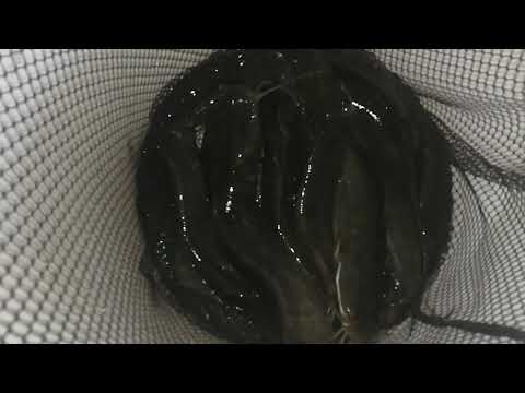 Видео: Сомы в бочке? Миф или реальность?