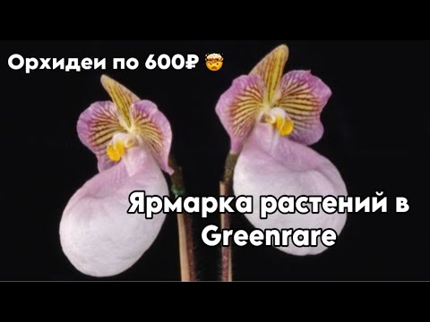 Видео: Ярмарка - выставка растений в Greenrare || Таких цен на орхидеи я не видел давно 🤯🤯🤯