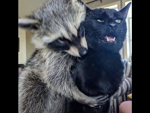 Видео: 🐱 Смешное видео с животными для отличного настроения! 🐶 Вы будете смеяться! 🐒