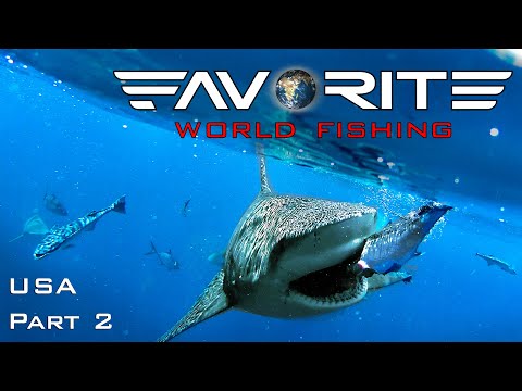 Видео: АКУЛЫ НЕ ДАЮТ РЫБАЧИТЬ! Ловля тунца с лодки в США. День 2. Favorite World Fishing.