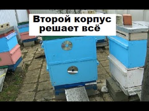 Видео: Метод Цебро начинается со второго корпуса, впрочем как и множество других методов пчеловодства.