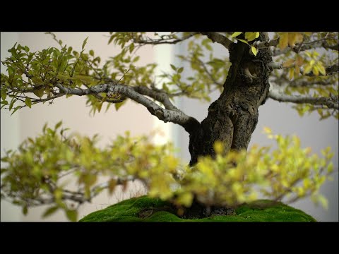 Видео: Русский бонсай. Часть 2