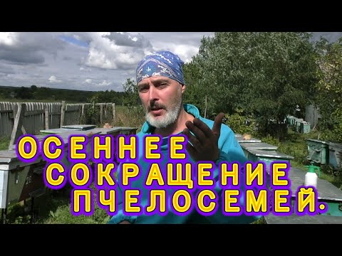 Видео: ОСЕННЕЕ СОКРАЩЕНИЕ ПЧЕЛОСЕМЕЙ