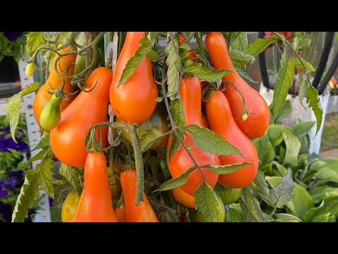 Видео: Помидоры в бочках. Сентябрь 2023