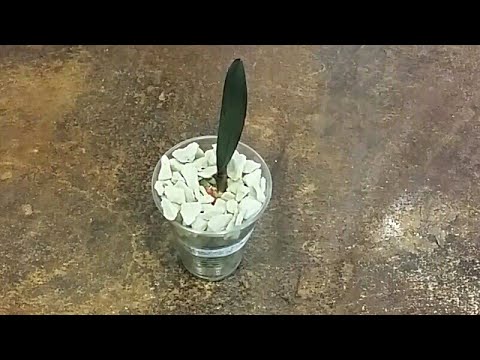 Видео: 20.08.20.посадка детки ОРХИДЕИ из уценки Оби..убираем "воздушные" корни