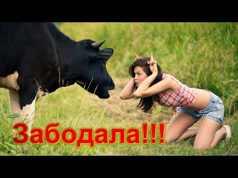 Видео: Смешное Видео Ржачно до Слез!!! №3 l 11 Минут Смеха