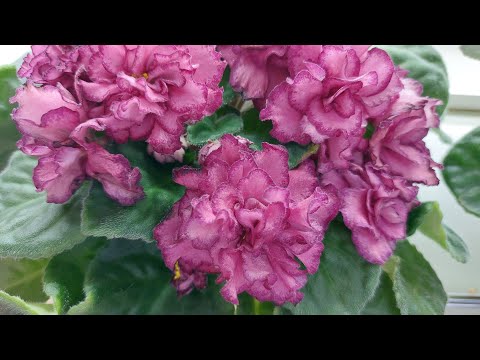 Видео: 05.12.2024./НОВИНКИ/Выставка фиалок(МФ) в Доме фиалок#фиалки#выставка#