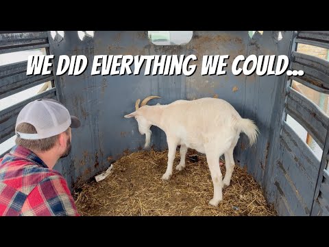 Видео: ЭКСТРЕННЫЙ визит к ветеринару!