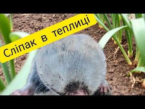 Видео: Як боротись з сліпаком?