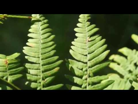 Видео: П.И. Чайковский - Времена года. Июль.