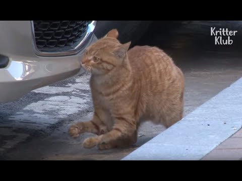 Видео: Кот с инвалидностью в ногах ждет новой семьи | Животное в кризис EP53