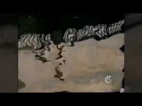 Видео: Все заставки 6 канал (Санкт-Петербург) (1994-2001)