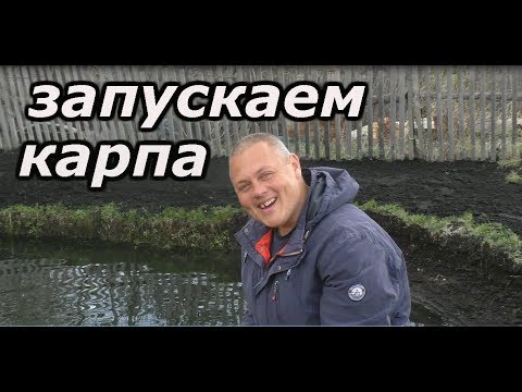 Видео: запускаем карпа в пруд на даче
