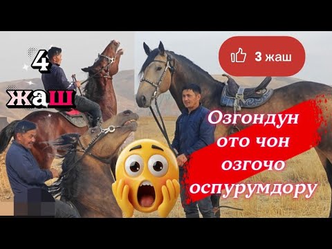 Видео: Мустангка чалыныз Америка сатылды