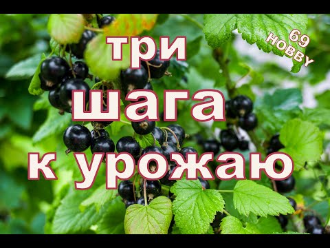 Видео: Уход за смородиной после сбора! Закладываем будущий урожай!